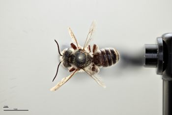 Media type: image;   Entomology 786071 Aspect: habitus dorsal view